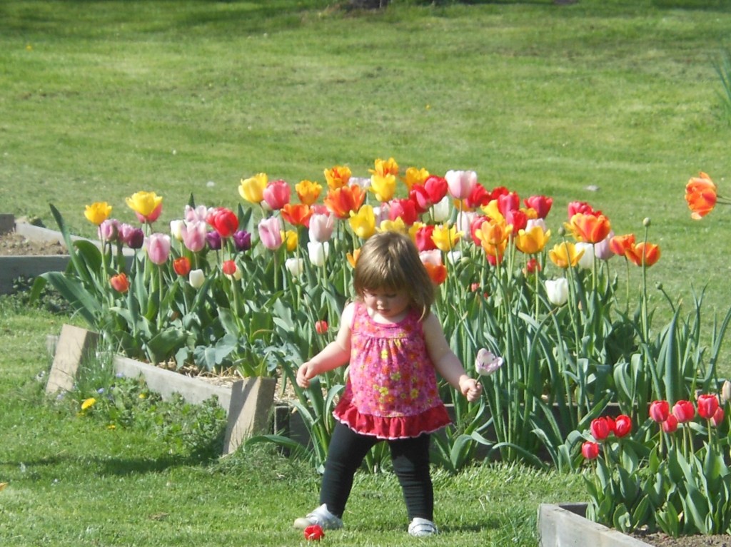 A beautiflul flower bed of tulips.