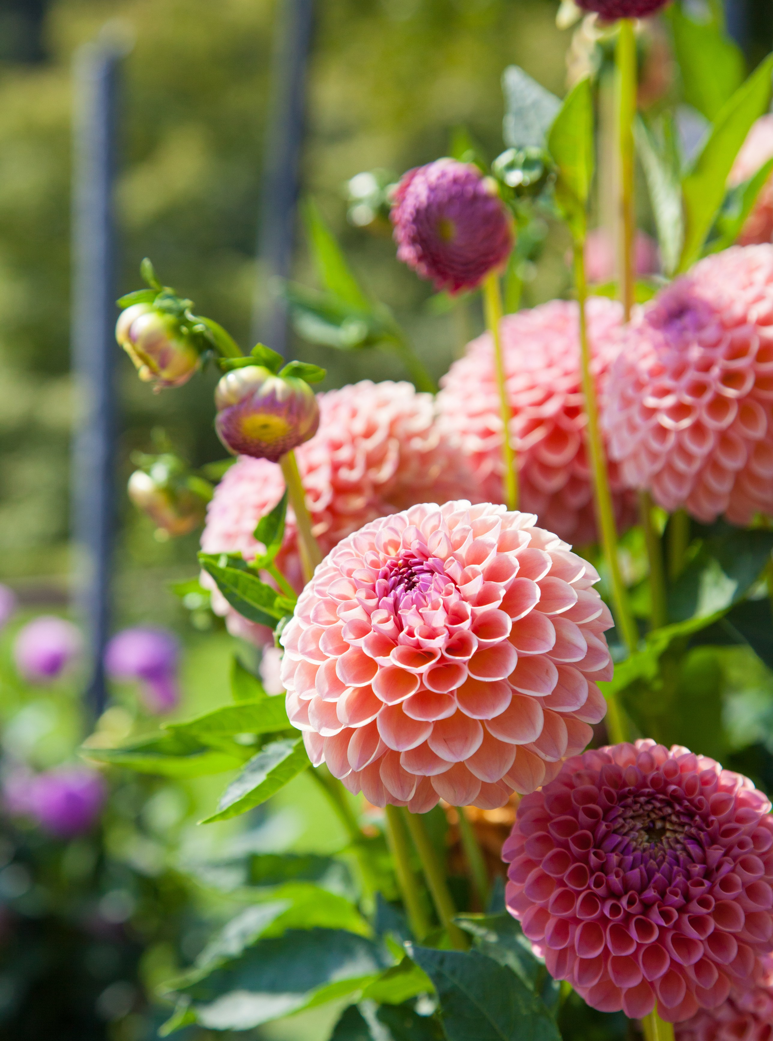 Salmon color dahlias shinning in the sun