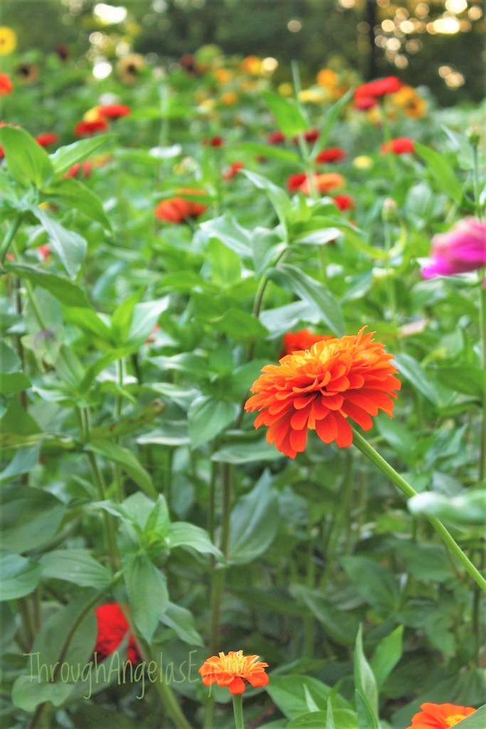 A field of radiant zinnias swaying in the wind on a sunny day waiting to be harvested.