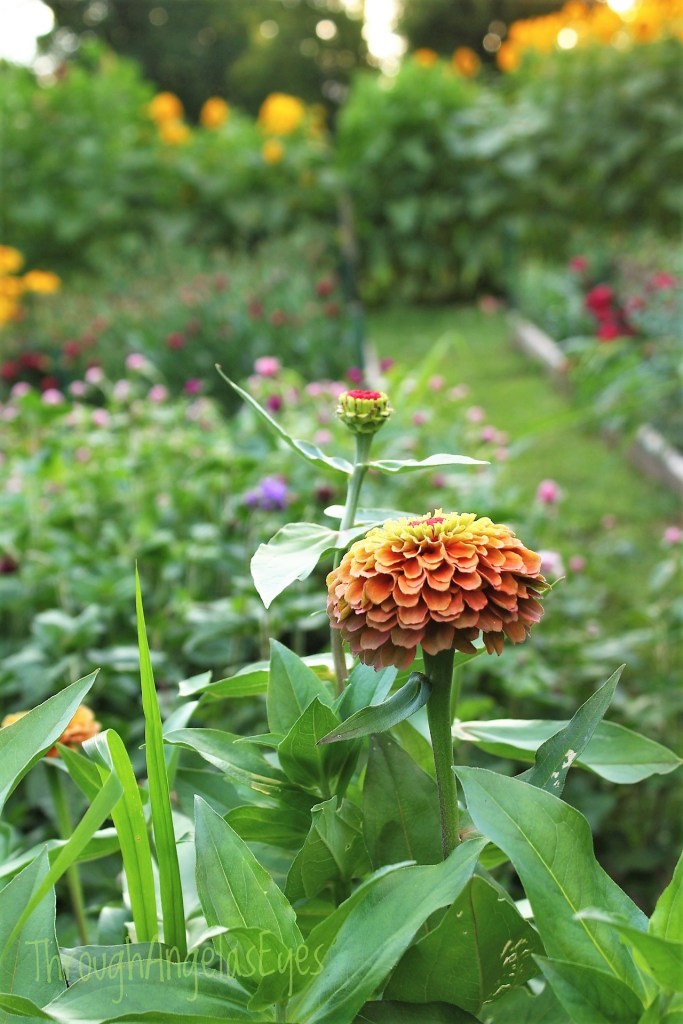 Specialty cut-flowers growing in the fields on a dewy morning.