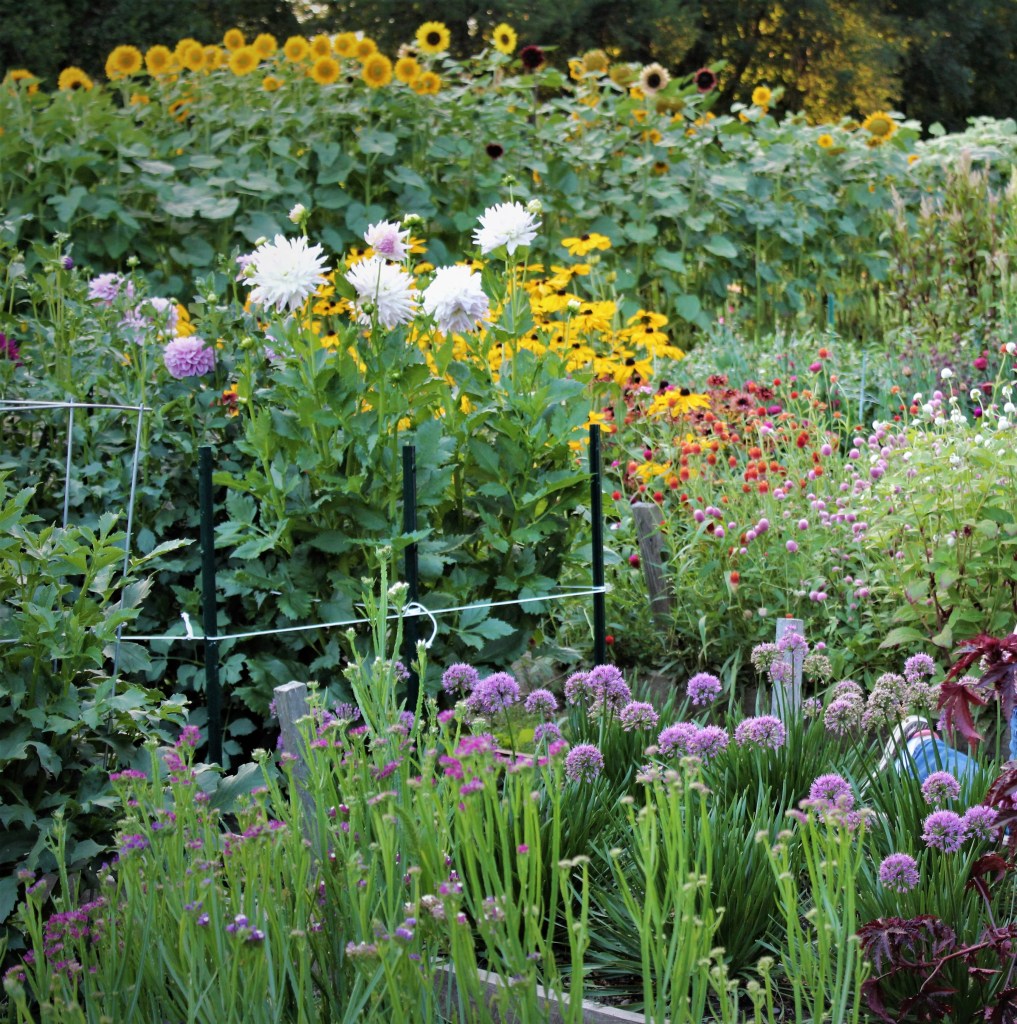 A view of our southern Michigan flower farm that's pretty as a picture displaying rows of colorful blossoms in a background of sunflowers.