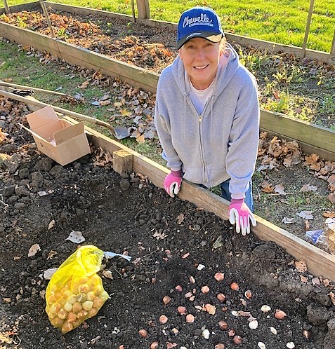 Farmer working at her southern Michigan flower farm planting tulips in the ground.